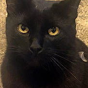 Sammy is registered to the contest to win money with this photo: cat, black_cat, yellow_eyes, whiskers, close_up, pet, animal, feline, indoor, carpet, fur, face, portrait, looking, cute, domestic_cat, mammal, eyes, texture, focus