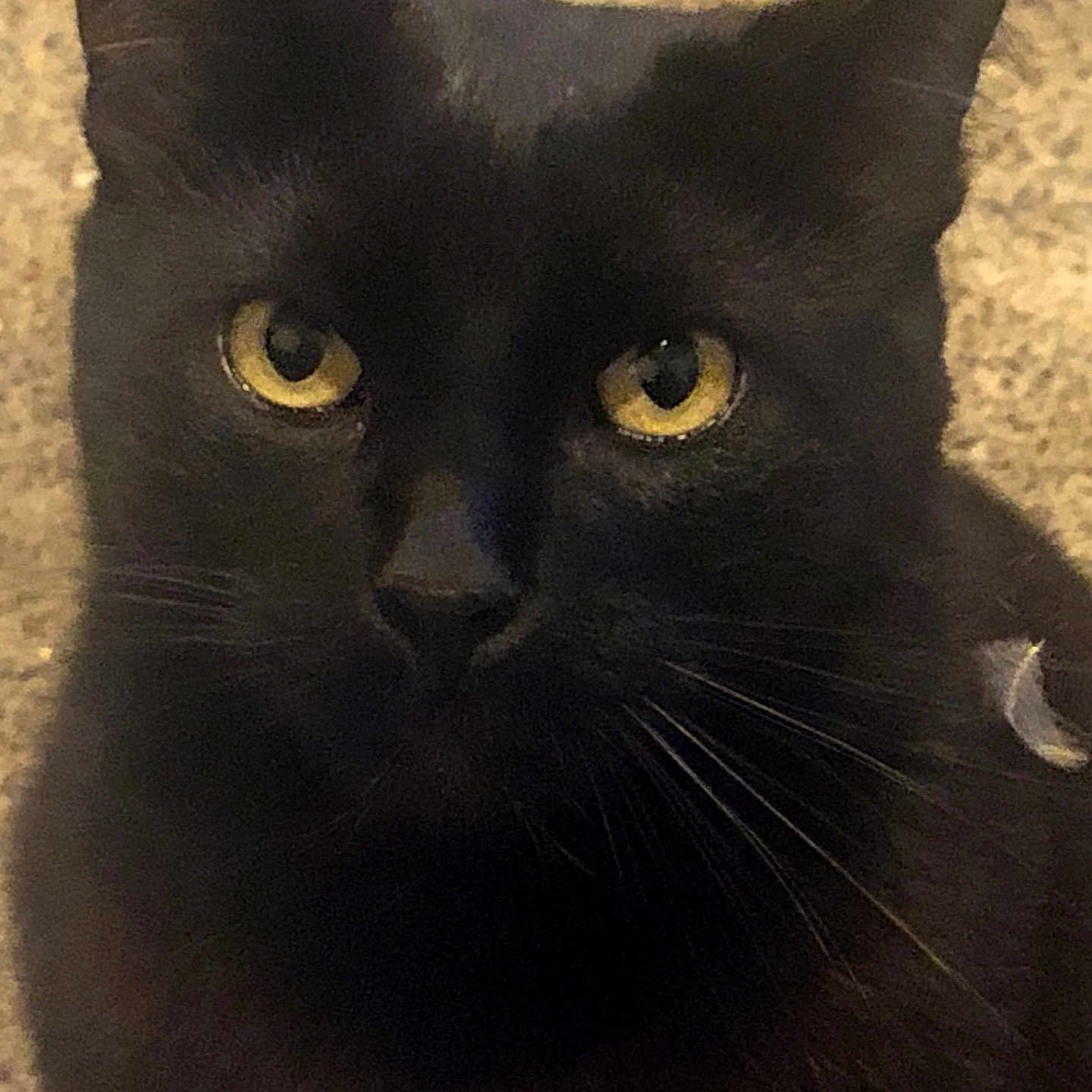 Sammy
