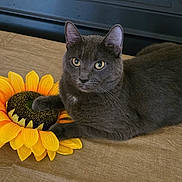Blue is registered to the contest to win money with this photo: cat, gray_cat, sunflower, flower, indoor, pet, animal, feline, curious, resting, paw, closeup, cute, domestic_cat, looking, yellow, brown, texture, soft, relaxed