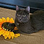 cat, gray_cat, sunflower, flower, indoor, pet, animal, feline, curious, resting, paw, closeup, cute, domestic_cat, looking, yellow, brown, texture, soft, relaxed