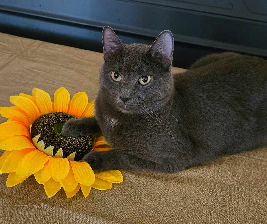 Blue is registered to the contest to win money with this photo: cat, gray_cat, sunflower, flower, indoor, pet, animal, feline, curious, resting, paw, closeup, cute, domestic_cat, looking, yellow, brown, texture, soft, relaxed