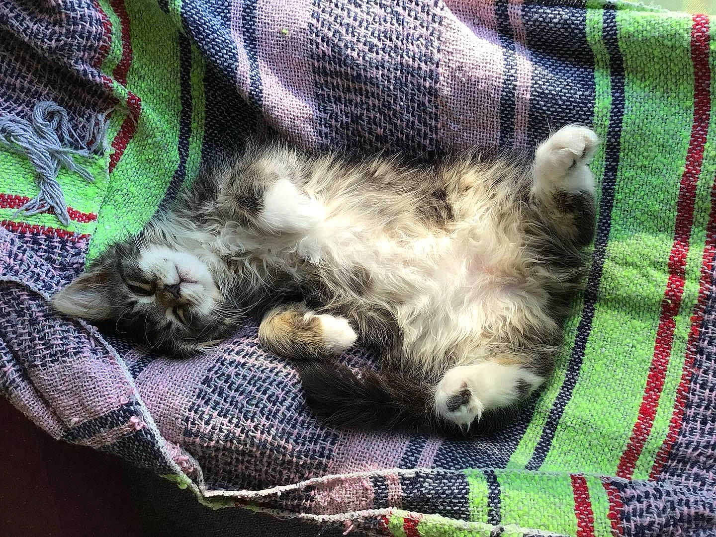 Gracie is registered to the contest to win money with this photo: cat, claw, comfort, creative_arts, domestic_short_haired_cat, electric_blue, felidae, fur, grass, linens, nap, pattern, paw, small_to_medium_sized_cats, sporting_group, tail, textile, vertebrate, whiskers, woven_fabric