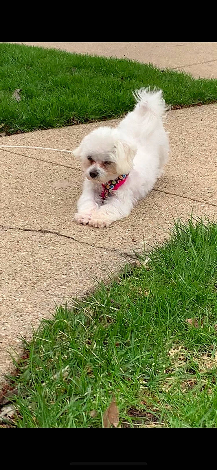 Rosie is registered to the contest to win money with this photo: bichon, bichon_frise, bolognese, bolonka, canidae, carnivore, chinese_imperial_dog, companion_dog, dog, dog_breed, grass, havanese, maltepoo, maltese, mammal, miniature_poodle, poodle_crossbreed, puppy, toy_poodle, vertebrate