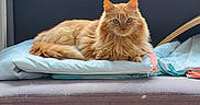 Kiko participe au concours pour gagner de l'argent avec cette photo : animal, cat, couch, cozy, cushion, domestic_cat, feline, floor, fluffy_cat, furniture, home, indoor, looking_at_camera, orange_cat, orange_fur, pet, relaxed, resting, soft_texture, window