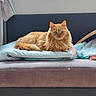 animal, cat, couch, cozy, cushion, domestic_cat, feline, floor, fluffy_cat, furniture, home, indoor, looking_at_camera, orange_cat, orange_fur, pet, relaxed, resting, soft_texture, window