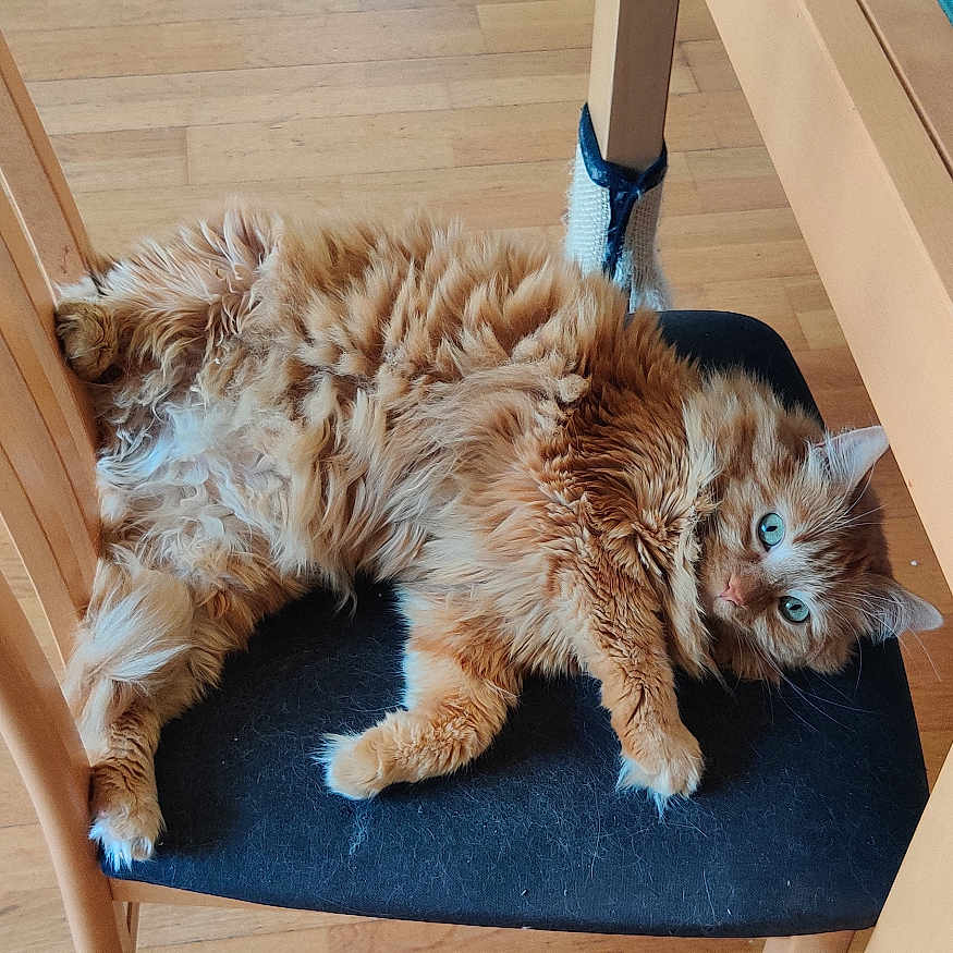 Kiko