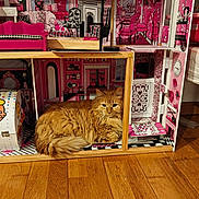 Kiko a rejoint le concours — aidez-le/la à gagner de superbes lots ! animal, cat, cozy, cute, decor, dollhouse, domestic, fluffy, furniture, house, indoor, miniature, orange_cat, pet, pink, relaxed, resting, room, toy, wooden_floor