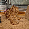 Kiko a rejoint le concours — aidez-le/la à gagner de superbes lots ! animal, cardboard_box, cat, curled_tail, cute, domestic_cat, fluffy, fur, glass_door, hind_leg, household_items, indoor, orange_cat, pet, raised_leg, reflection, relaxed, sitting, tail, wooden_floor