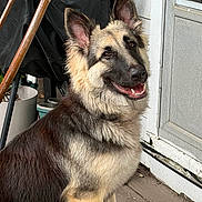 Sage is registered to the contest to win money with this photo: canine, dog, ears, fluffy, folding_chair, german_shepherd, happy, long_hair, open_mouth, outdoor, plant_pots, porch, portrait, puppy, screen_door, sitting, smiling, teeth, weathered_house, wooden_deck