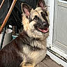 canine, dog, ears, fluffy, folding_chair, german_shepherd, happy, long_hair, open_mouth, outdoor, plant_pots, porch, portrait, puppy, screen_door, sitting, smiling, teeth, weathered_house, wooden_deck