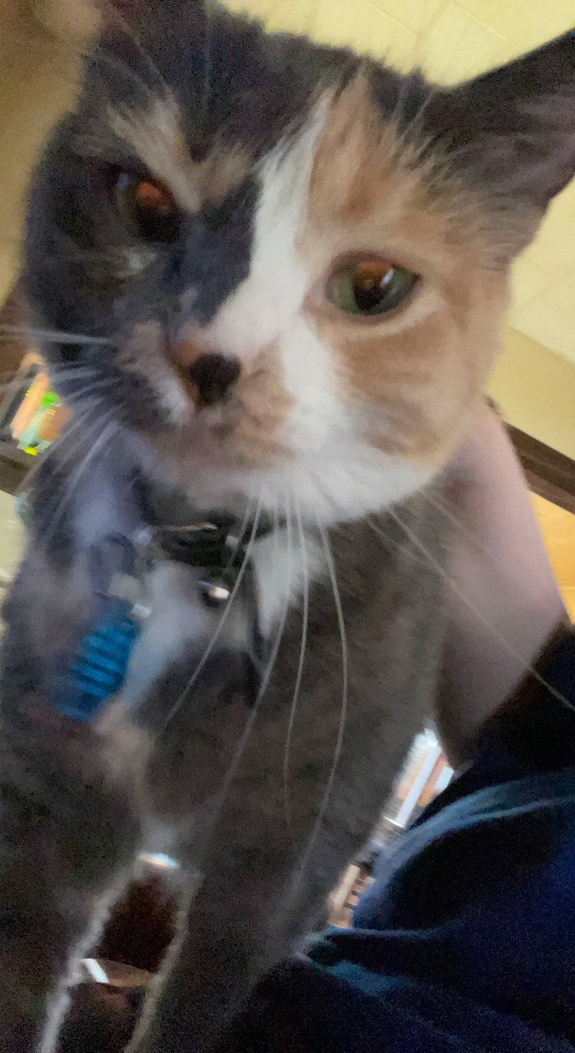 Justice is registered to the contest to win money with this photo: carnivore, cat, claw, curious, domestic_short_haired_cat, eye, felidae, fur, pet_supply, small_to_medium_sized_cats, whiskers