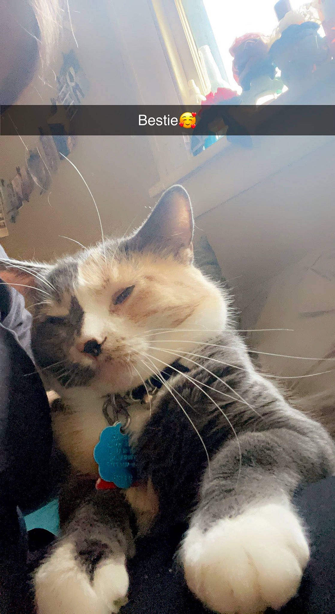 Justice is registered to the contest to win money with this photo: carnivore, cat, claw, collar, domestic_short_haired_cat, fawn, felidae, font, fur, mammal, paw, photo_caption, small_to_medium_sized_cats, snout, tail, vertebrate, whiskers