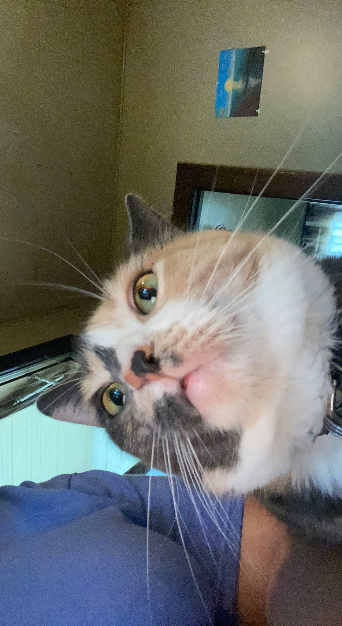 Justice joined the competition — help win amazing prizes! carnivore, cat, claw, comfort, domestic_short_haired_cat, ear, eye, fawn, felidae, fur, paw, photo_caption, small_to_medium_sized_cats, snout, tail, whiskers