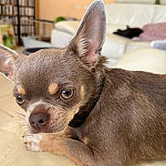 Violette participe au concours pour gagner de l'argent avec cette photo : animal, brown, canine, chihuahua, close_up, companion, couch, cute, dog, domestic_animal, ears, eyes, fur, household, indoor, living_room, pet, relaxed, resting, small_dog