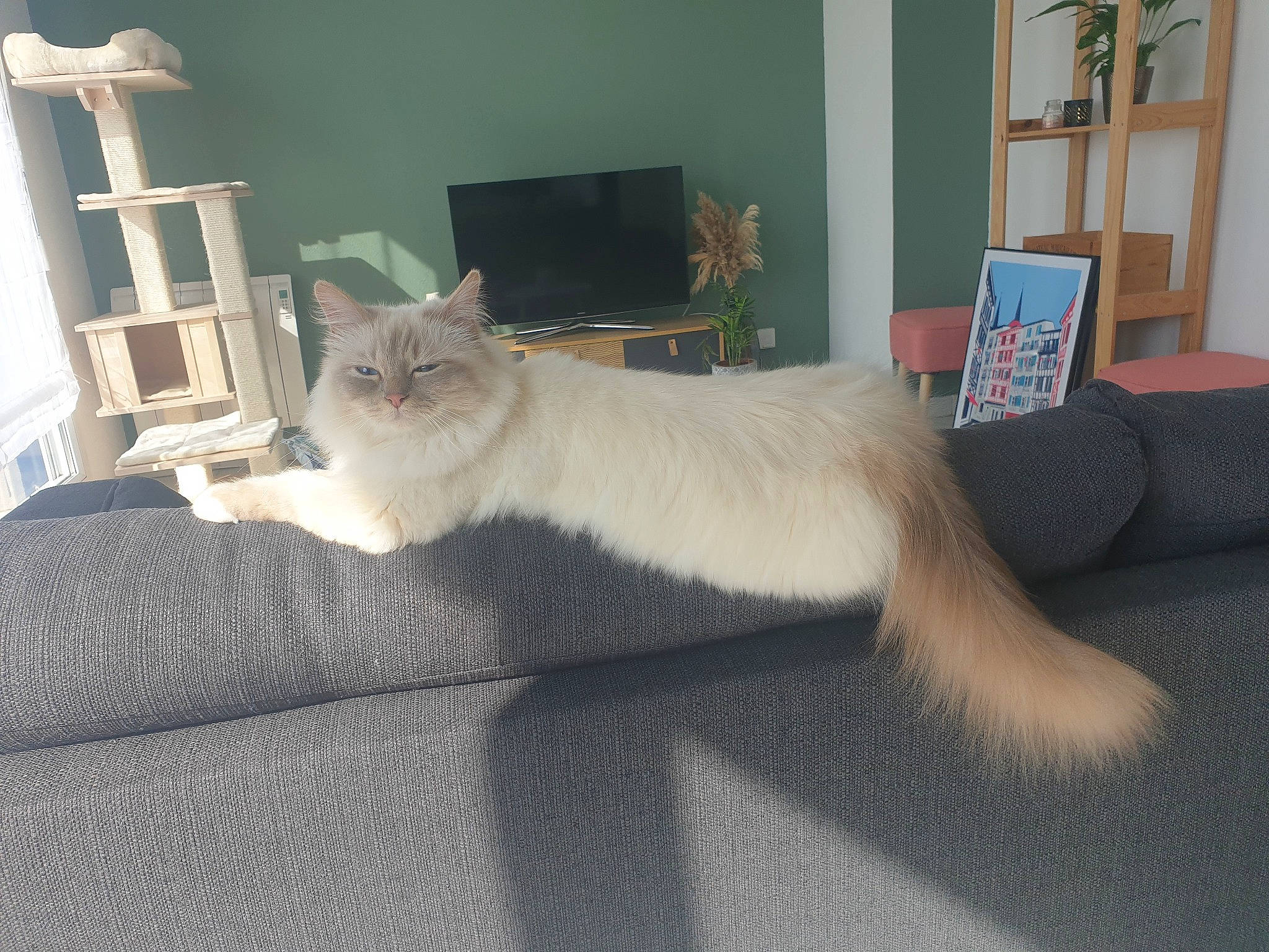 Miouzy a rejoint le concours — aidez-le/la à gagner de superbes lots ! bed, carnivore, cat, comfort, domestic_short_haired_cat, fawn, felidae, floor, flooring, fur, furniture, grey, linens, picture_frame, plant, small_to_medium_sized_cats, tail, textile, whiskers, wood