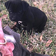 Ziggy is registered to the contest to win money with this photo: puppy, dog, black_dog, grass, outdoor, pet, animal, collar, flower_collar, cute, young_dog, nature, playful, curious, small_dog, shallow_depth_of_field, blurred_foreground, brown_leaves, daylight, closeup