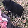 puppy, dog, black_dog, grass, outdoor, pet, animal, collar, flower_collar, cute, young_dog, nature, playful, curious, small_dog, shallow_depth_of_field, blurred_foreground, brown_leaves, daylight, closeup