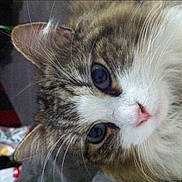 Kitty participe au concours pour gagner de l'argent avec cette photo :