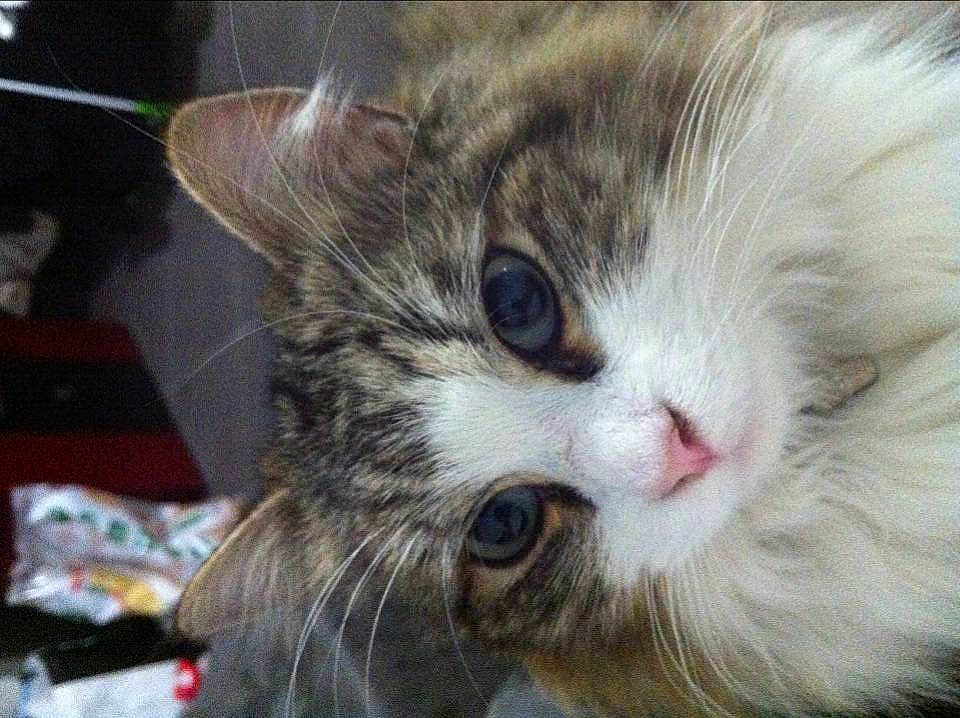 Kitty