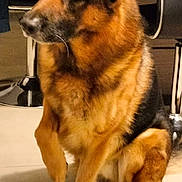 Falco a rejoint le concours — aidez-le/la à gagner de superbes lots ! dog, german_shepherd, pet, indoor, floor, tile, paw, sitting, furniture, home, animal, canine, looking, ears, fur, black_and_tan, companion, alert, domestic, household