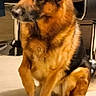 dog, german_shepherd, pet, indoor, floor, tile, paw, sitting, furniture, home, animal, canine, looking, ears, fur, black_and_tan, companion, alert, domestic, household