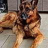 animal, black, brown, cabinet, canine, companion, dog, domestic, ears, floor, fur, german_shepherd, indoor, laying_down, looking_away, paw, pet, relaxed, tile, wood