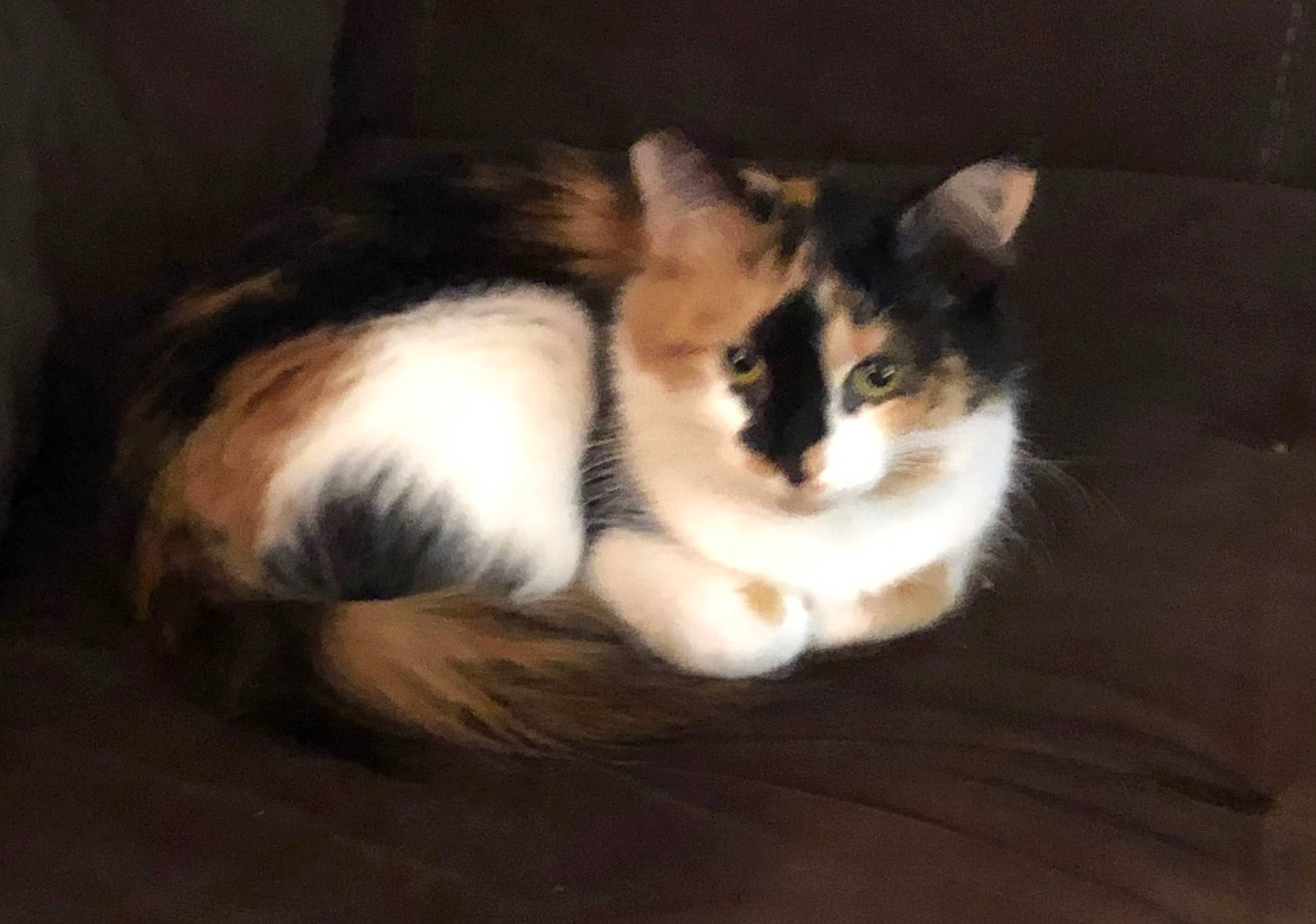 Shiva is registered to the contest to win money with this photo: carnivore, cat, claw, comfort, darkness, domestic_short_haired_cat, felidae, flooring, foot, fur, hardwood, paw, sitting, small_to_medium_sized_cats, snout, tail, terrestrial_animal, whiskers, wood