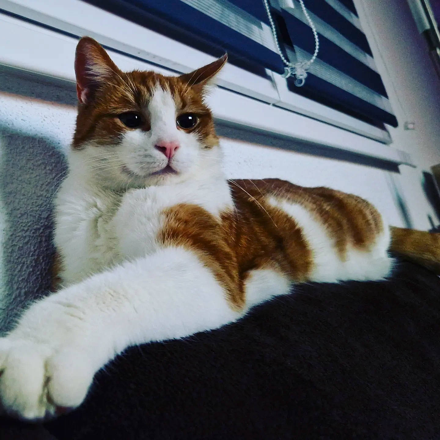 Rollo a rejoint le concours — aidez-le/la à gagner de superbes lots ! carnivore, cat, claw, comfort, domestic_short_haired_cat, felidae, foot, fur, paw, sitting, small_to_medium_sized_cats, snout, tail, terrestrial_animal, whiskers, window