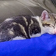 Pepper joined the competition — help win amazing prizes! kitten, cat, sleeping, nap, fur, animal, pet, cozy, blue_fabric, leather_couch, resting, cute, small, young, whiskers, ears, relaxed, indoor, domestic, peaceful