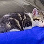 kitten, cat, sleeping, nap, fur, animal, pet, cozy, blue_fabric, leather_couch, resting, cute, small, young, whiskers, ears, relaxed, indoor, domestic, peaceful