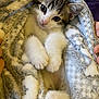 Pepper is registered to the contest to win money with this photo: kitten, cat, pet, animal, cute, fluffy, blanket, soft, paws, fur, snug, cozy, indoor, closeup, resting, young, domestic, comfort, hands, looking