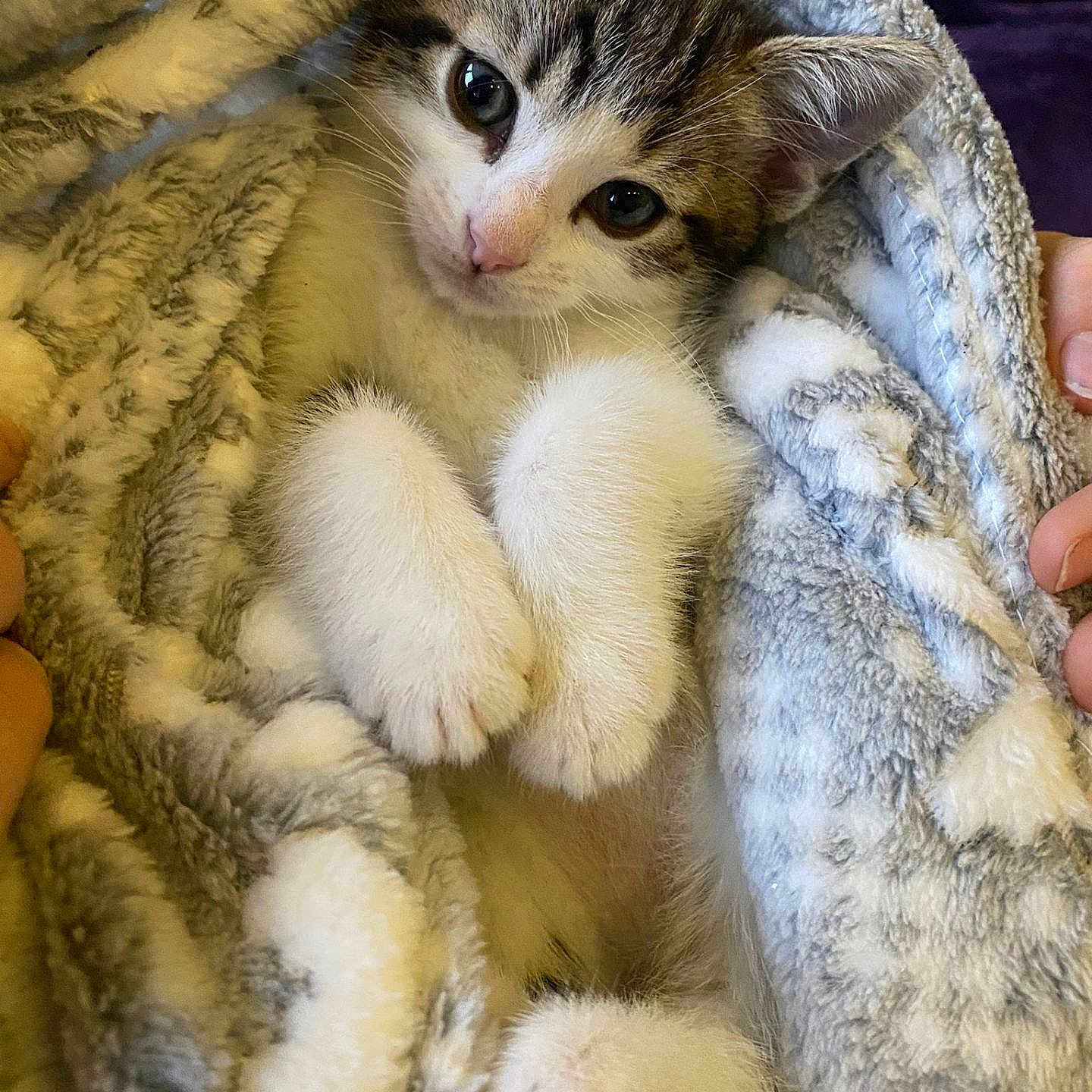Pepper is registered to the contest to win money with this photo: animal, blanket, cat, closeup, comfort, cozy, cute, domestic, fluffy, fur, hands, indoor, kitten, looking, paws, pet, resting, snug, soft, young