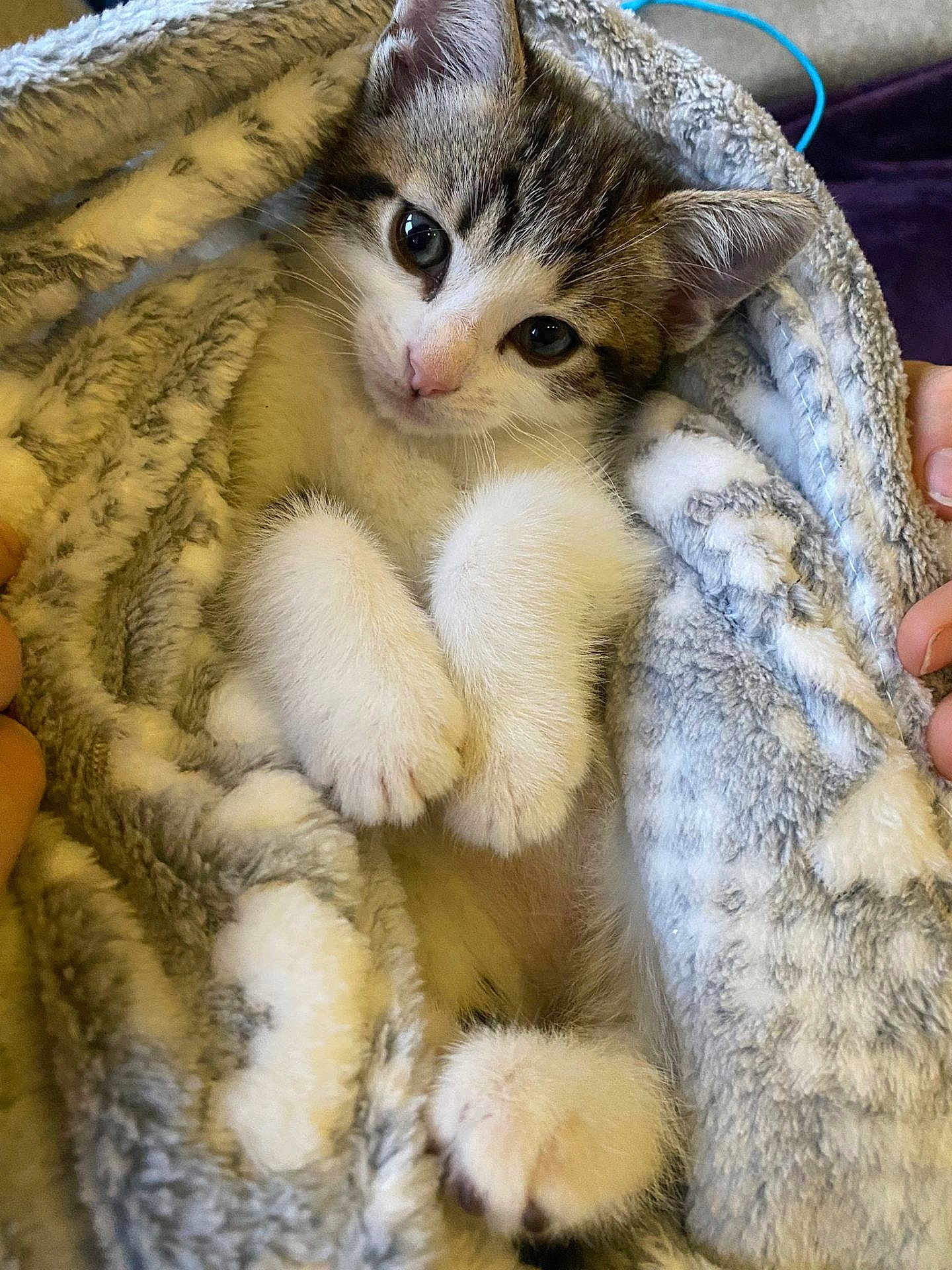 Pepper is registered to the contest to win money with this photo: kitten, cat, pet, animal, cute, fluffy, blanket, soft, paws, fur, snug, cozy, indoor, closeup, resting, young, domestic, comfort, hands, looking