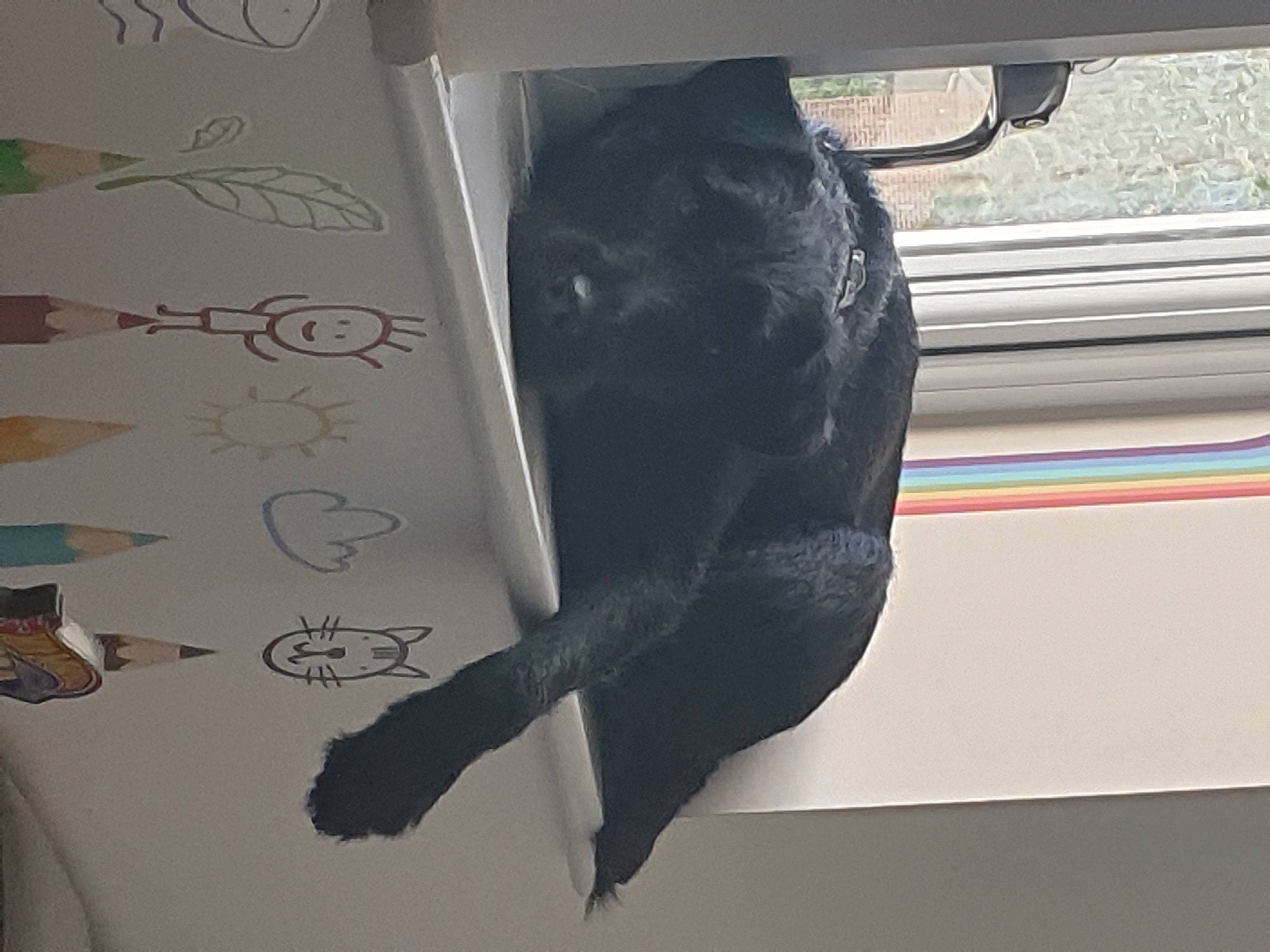 Bo. is registered to the contest to win money with this photo: art, dog, dog_breed, font, fur, guard_dog, handwriting, material_property, room, sculpture, tail, vehicle_door, visual_arts, window, writing