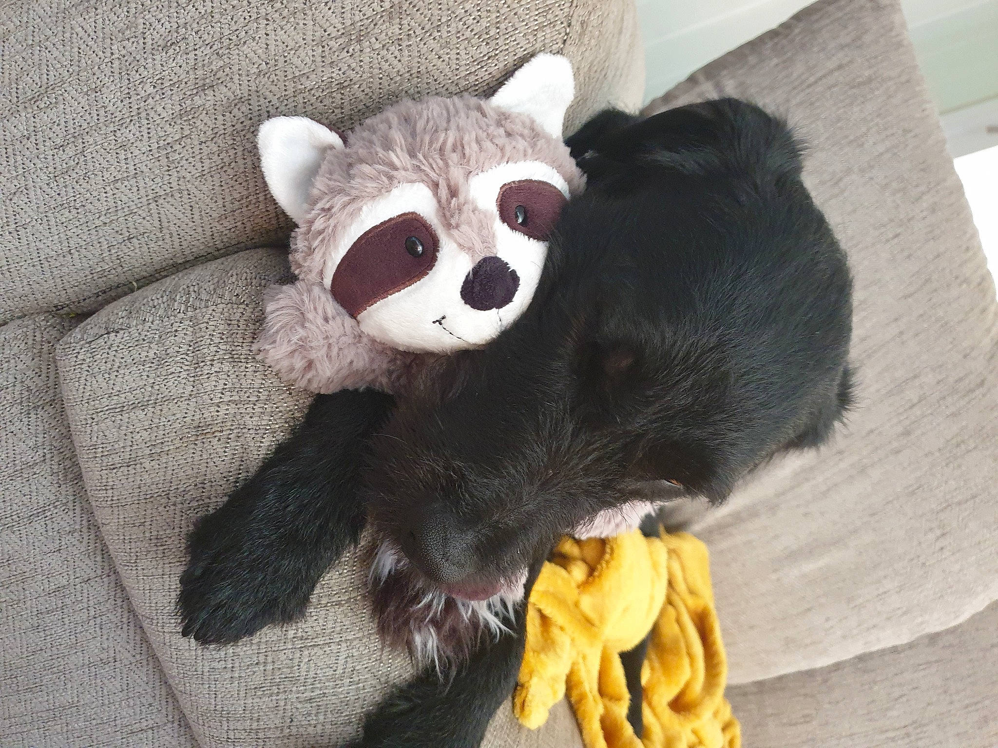 Bo. joined the competition — help win amazing prizes! animal_figure, bear, black, brown_bear, canidae, carnivore, comfort, couch, eye, fur, grey, panda, plush, snout, stuffed_toy, tail, teddy_bear, terrestrial_animal, toy, whiskers