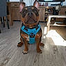 Ace a rejoint le concours — aidez-le/la à gagner de superbes lots ! animal, black_fur, blue_harness, brown_fur, centered_composition, dog, facial_expression, french_bulldog, furniture, home_decor, indoors, living_room, pet, photography, portrait, sitting, sunlight, television, upright_ears, wood_floor