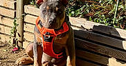 Ace a rejoint le concours — aidez-le/la à gagner de superbes lots ! brown_coat, canine, dirt, dog, garden, gray_coat, greenery, orange_harness, outdoor, pet, plants, portrait, puppy, rocks, short_hair, sitting, sunlight, upright_ears, white_paws, wooden_fence