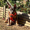 brown_coat, canine, dirt, dog, garden, gray_coat, greenery, orange_harness, outdoor, pet, plants, portrait, puppy, rocks, short_hair, sitting, sunlight, upright_ears, white_paws, wooden_fence