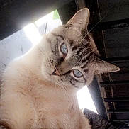 Nono participe au concours pour gagner de l'argent avec cette photo : cat, blue_eyes, close_up, curious, fur, striped, animal, pet, whiskers, ears, indoor, looking_down, background, light, shadow, feline, mammal, portrait, cute, domestic_cat