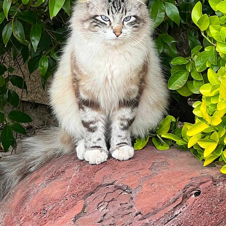 Sam joined the competition — help win amazing prizes! angora, animal, cat, hardwood, herbal, herbs, ivy, kitten, leaf, manx, outdoors, pet, plant, pottedplant, rock, soil, stainedwood, tree, vegetation, wood