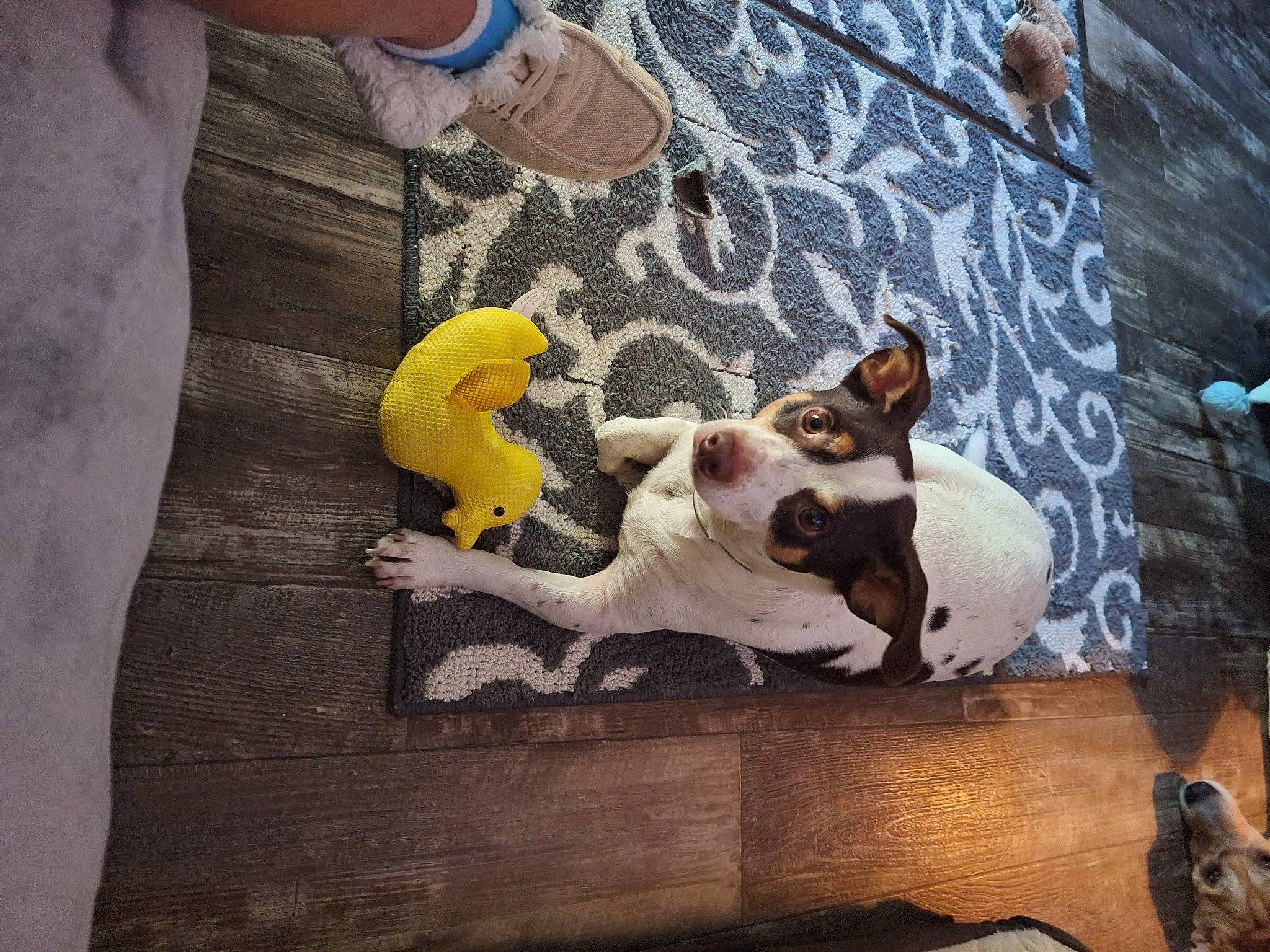 Special joined the competition — help win amazing prizes! canidae, carnivore, companion_dog, dog, dog_breed, fawn, felidae, flooring, human_leg, linens, small_to_medium_sized_cats, snout, sporting_group, tail, terrier, toy_dog, visual_arts, whiskers, wood, working_animal