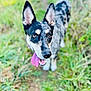 dog, animal, outdoor, grass, tongue, ears, black_and_white, pet, canine, nature, walking_path, happy, fur, closeup, portrait, summer, daylight, mammal, tongue_out, alert