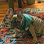 dog, french_bulldog, puppy, pet, indoor, rug, colorful_rug, clothing, green_jacket, patterned, wooden_floor, ears, cute, looking_at_camera, animal, small_dog, floor, furniture, home, curious