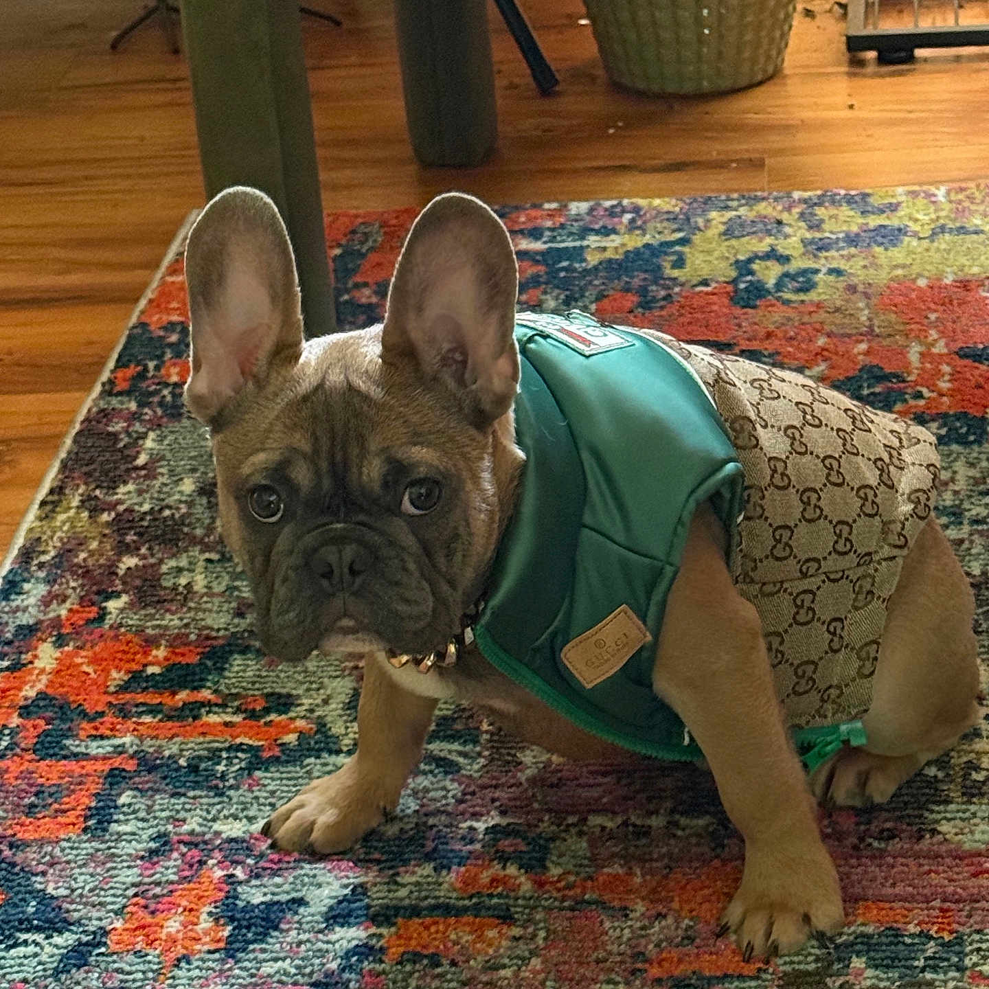 Bruno is registered to the contest to win money with this photo: animal, clothing, colorful_rug, curious, cute, dog, ears, floor, french_bulldog, furniture, green_jacket, home, indoor, looking_at_camera, patterned, pet, puppy, rug, small_dog, wooden_floor