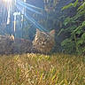 cat, fluffy, grass, sunlight, garden, plants, bamboo_fence, outdoor, nature, greenery, pet, animal, sunrays, relaxed, fur, leafy, daylight, wildlife, mammal, resting