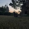 Umbio a rejoint le concours — aidez-le/la à gagner de superbes lots ! cat, grass, tree, sky, sunset, silhouette, nature, outdoor, evening, stone_wall, animal, quiet, peaceful, backyard, fence, shadows, twilight, calm, wildlife, landscape