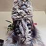 Umbio a rejoint le concours — aidez-le/la à gagner de superbes lots ! cat, maine_coon, fluffy, long_hair, whiskers, sitting, chair, indoor, pet, feline, domestic_animal, fur, animal_portrait, looking_up, close_up, majestic, houseplant, wood, furniture, calm