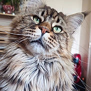 Umbio participe au concours pour gagner de l'argent avec cette photo : cat, fluffy, green_eyes, indoor, pet, feline, close_up, portrait, whiskers, tabby, long_hair, domestic_cat, curious, animal, mammal, houseplant, background_blur, cute, soft_fur, relaxed