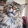 cat, fluffy, green_eyes, indoor, pet, feline, close_up, portrait, whiskers, tabby, long_hair, domestic_cat, curious, animal, mammal, houseplant, background_blur, cute, soft_fur, relaxed