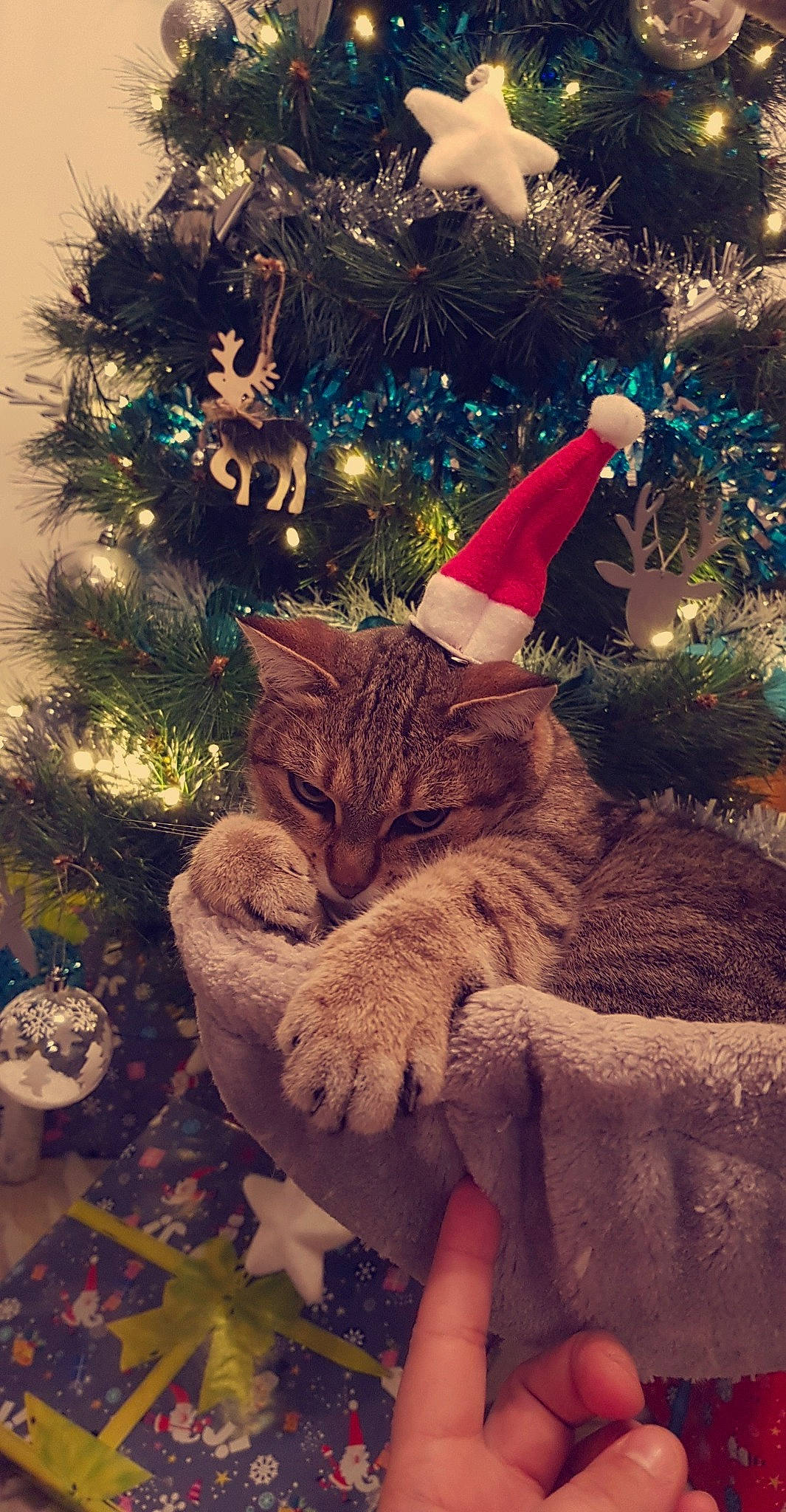 Chanel participe au concours pour gagner de l'argent avec cette photo : carnivore, cat, christmas, christmas_decoration, christmas_eve, christmas_ornament, christmas_tree, event, felidae, fir, fur, holiday, interior_design, pine_family, small_to_medium_sized_cats, tabby_cat, tail, tree, whiskers, winter